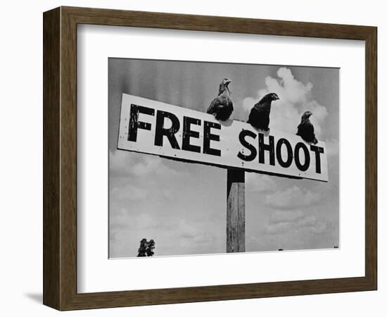 Grouse on "Free Shoot" Sign-null-Framed Photographic Print