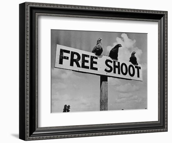 Grouse on "Free Shoot" Sign-null-Framed Photographic Print