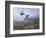 Grouse Taking Flight-Archibald Thorburn-Framed Giclee Print