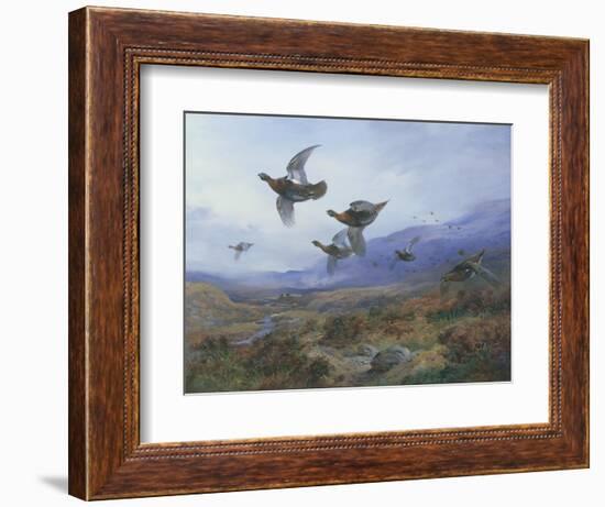 Grouse Taking Flight-Archibald Thorburn-Framed Giclee Print