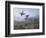 Grouse Taking Flight-Archibald Thorburn-Framed Giclee Print