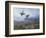 Grouse Taking Flight-Archibald Thorburn-Framed Giclee Print