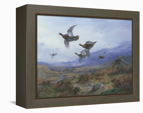 Grouse Taking Flight-Archibald Thorburn-Framed Premier Image Canvas