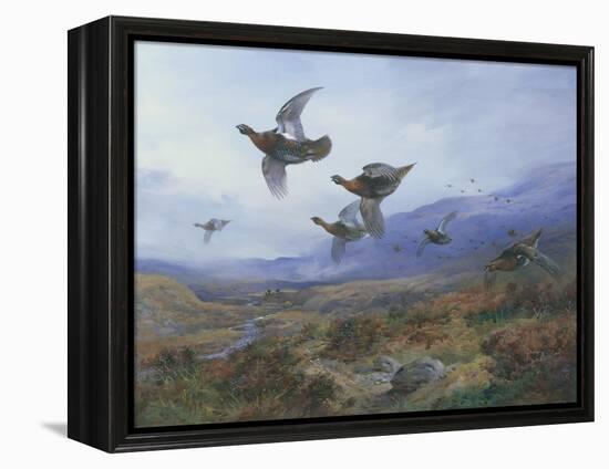 Grouse Taking Flight-Archibald Thorburn-Framed Premier Image Canvas