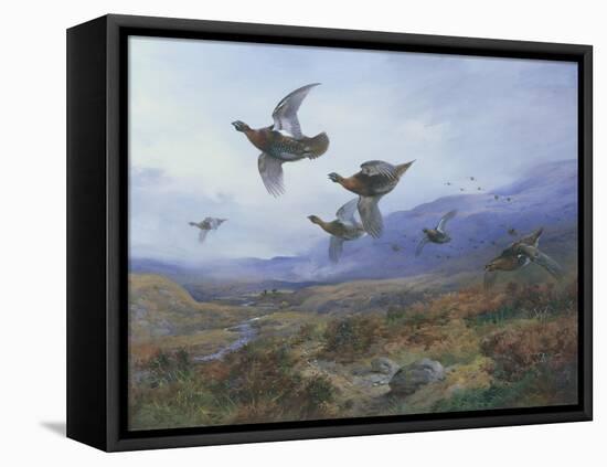 Grouse Taking Flight-Archibald Thorburn-Framed Premier Image Canvas