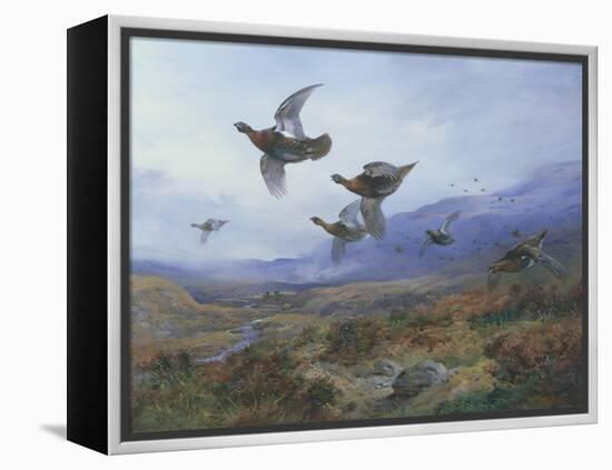 Grouse Taking Flight-Archibald Thorburn-Framed Premier Image Canvas