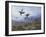 Grouse Taking Flight-Archibald Thorburn-Framed Giclee Print