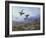 Grouse Taking Flight-Archibald Thorburn-Framed Giclee Print