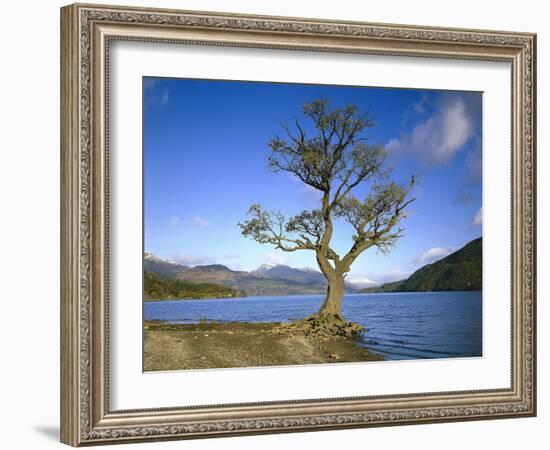 GrovŸbritannien, Schottland, Strathclyde, Loch Lomond, Binnengewv¤Sser, Binnensee, See-Thonig-Framed Photographic Print