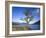 GrovŸbritannien, Schottland, Strathclyde, Loch Lomond, Binnengewv¤Sser, Binnensee, See-Thonig-Framed Photographic Print