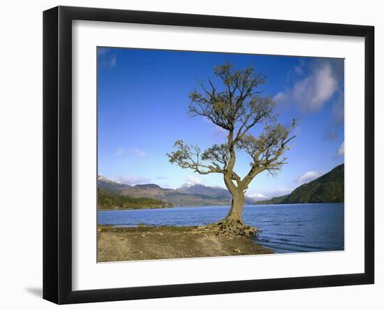 GrovŸbritannien, Schottland, Strathclyde, Loch Lomond, Binnengewv¤Sser, Binnensee, See-Thonig-Framed Photographic Print