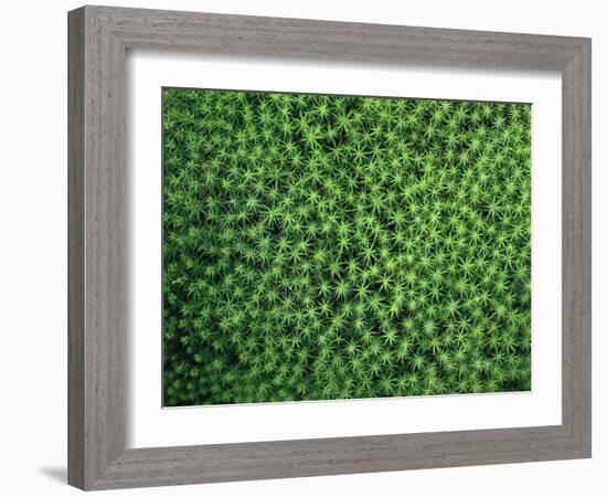 GrovŸes Haarmv¼tzenmoos, Polytrichum Commune, Natur, Vegetation, Pflanze, Pflanzen, Moos-Thonig-Framed Photographic Print