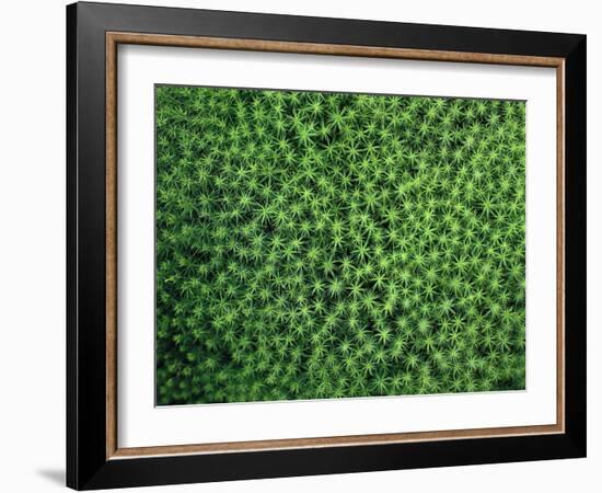 GrovŸes Haarmv¼tzenmoos, Polytrichum Commune, Natur, Vegetation, Pflanze, Pflanzen, Moos-Thonig-Framed Photographic Print