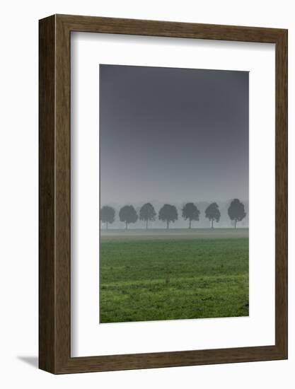 grove in the fog-By-Framed Photographic Print