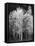 Grove of Aspen Trees (Populus Tremuloides), in Late Afternoon-David Epperson-Framed Premier Image Canvas