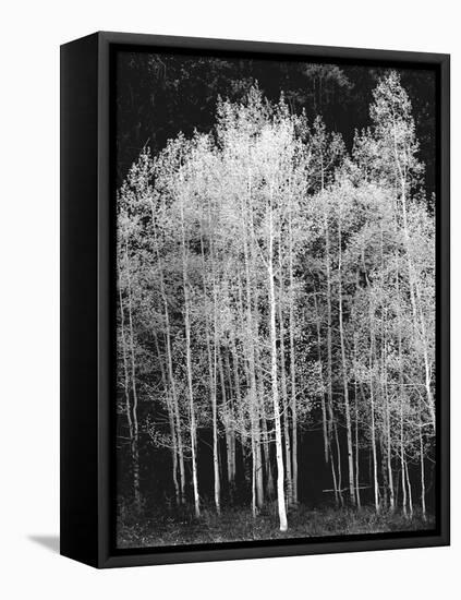 Grove of Aspen Trees (Populus Tremuloides), in Late Afternoon-David Epperson-Framed Premier Image Canvas