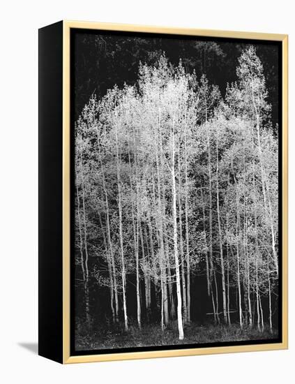 Grove of Aspen Trees (Populus Tremuloides), in Late Afternoon-David Epperson-Framed Premier Image Canvas
