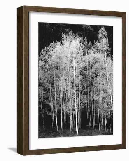 Grove of Aspen Trees (Populus Tremuloides), in Late Afternoon-David Epperson-Framed Photographic Print