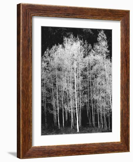 Grove of Aspen Trees (Populus Tremuloides), in Late Afternoon-David Epperson-Framed Photographic Print