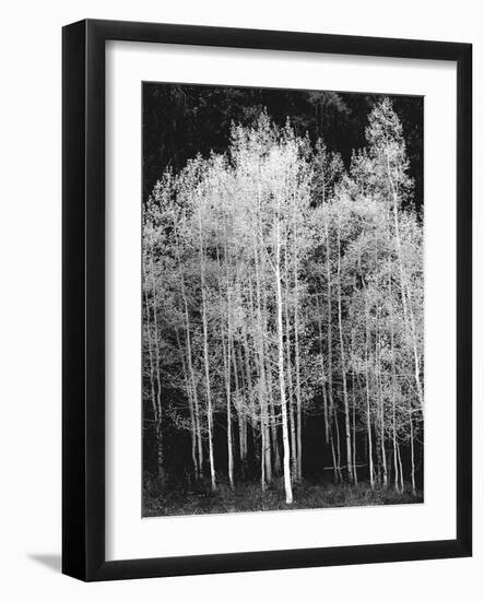 Grove of Aspen Trees (Populus Tremuloides), in Late Afternoon-David Epperson-Framed Photographic Print