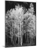 Grove of Aspen Trees (Populus Tremuloides), in Late Afternoon-David Epperson-Mounted Photographic Print