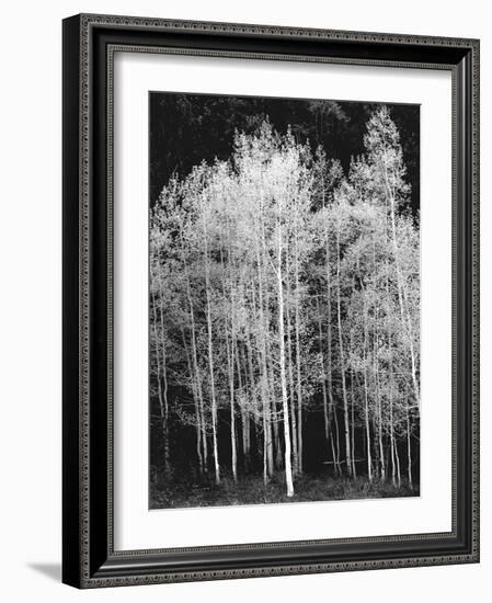 Grove of Aspen Trees (Populus Tremuloides), in Late Afternoon-David Epperson-Framed Photographic Print