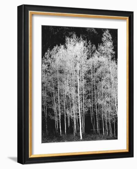 Grove of Aspen Trees (Populus Tremuloides), in Late Afternoon-David Epperson-Framed Photographic Print