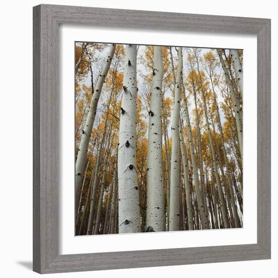 Grove of Coloful Aspens in Fall-Micha Pawlitzki-Framed Photographic Print