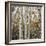 Grove of Coloful Aspens in Fall-Micha Pawlitzki-Framed Photographic Print