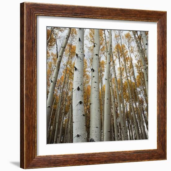 Grove of Coloful Aspens in Fall-Micha Pawlitzki-Framed Photographic Print