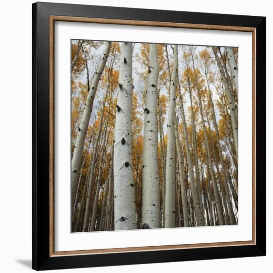 Grove of Coloful Aspens in Fall-Micha Pawlitzki-Framed Photographic Print