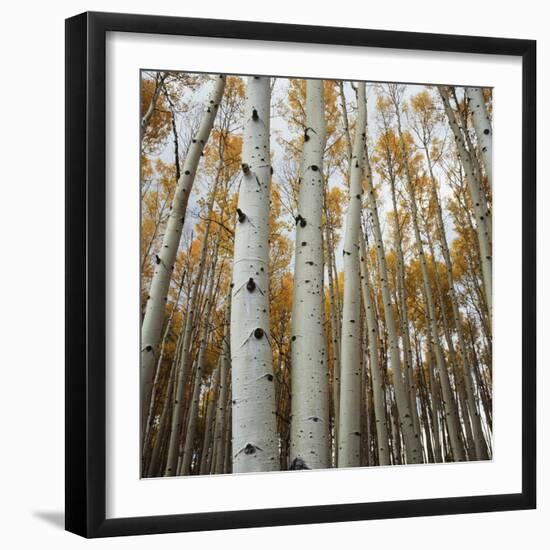 Grove of Coloful Aspens in Fall-Micha Pawlitzki-Framed Photographic Print