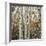 Grove of Coloful Aspens in Fall-Micha Pawlitzki-Framed Photographic Print