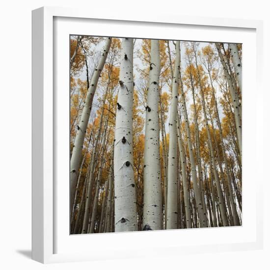 Grove of Coloful Aspens in Fall-Micha Pawlitzki-Framed Photographic Print