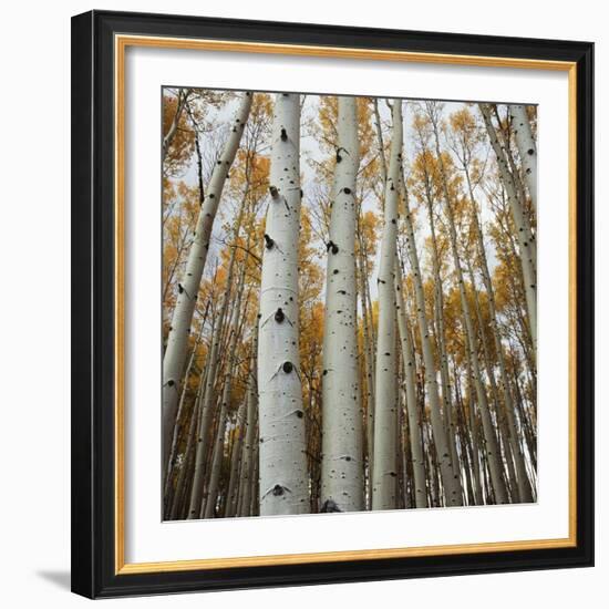 Grove of Coloful Aspens in Fall-Micha Pawlitzki-Framed Photographic Print