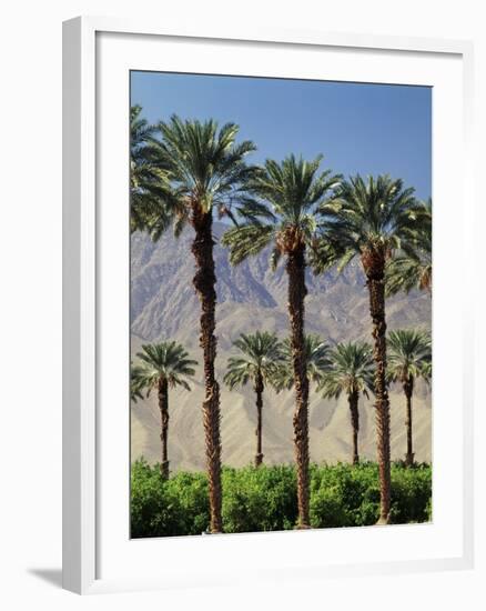 Grove of Date Palms, Coachella, California, USA-Walter Bibikow-Framed Photographic Print