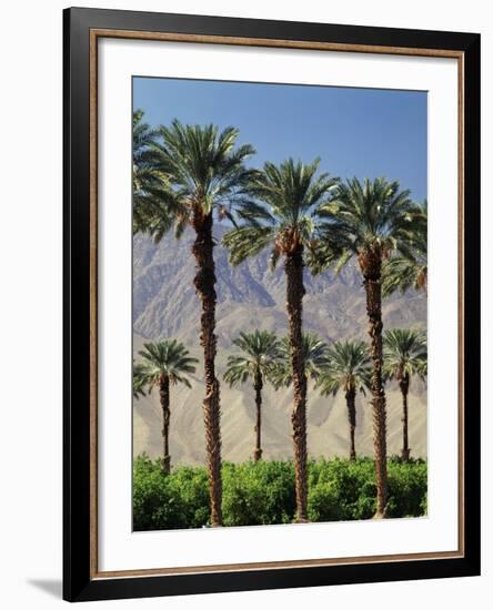 Grove of Date Palms, Coachella, California, USA-Walter Bibikow-Framed Photographic Print