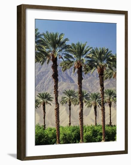 Grove of Date Palms, Coachella, California, USA-Walter Bibikow-Framed Photographic Print