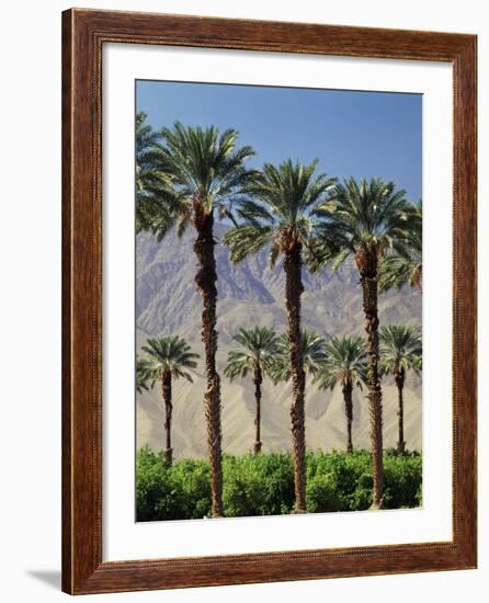 Grove of Date Palms, Coachella, California, USA-Walter Bibikow-Framed Photographic Print