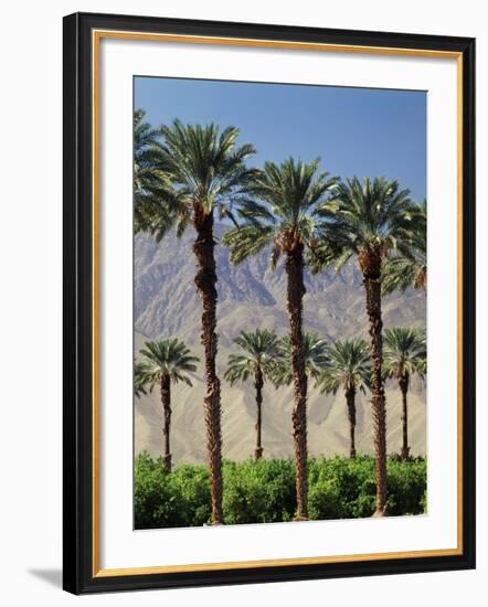 Grove of Date Palms, Coachella, California, USA-Walter Bibikow-Framed Photographic Print