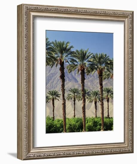 Grove of Date Palms, Coachella, California, USA-Walter Bibikow-Framed Photographic Print