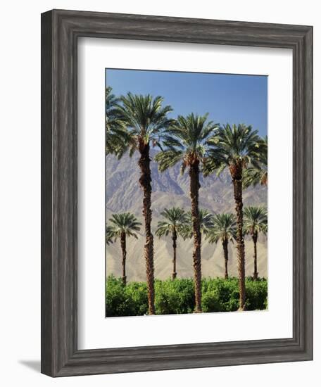 Grove of Date Palms, Coachella, California, USA-Walter Bibikow-Framed Photographic Print