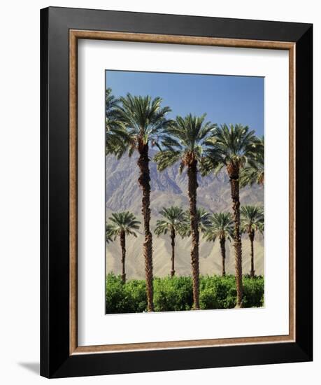 Grove of Date Palms, Coachella, California, USA-Walter Bibikow-Framed Photographic Print