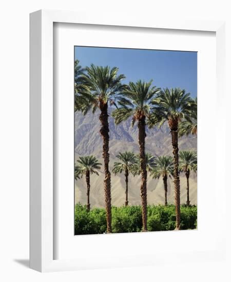 Grove of Date Palms, Coachella, California, USA-Walter Bibikow-Framed Photographic Print