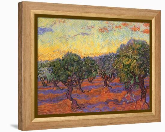 Grove of Olive Trees, 1889-Vincent van Gogh-Framed Premier Image Canvas