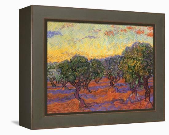 Grove of Olive Trees, 1889-Vincent van Gogh-Framed Premier Image Canvas