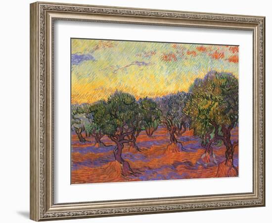 Grove of Olive Trees, 1889-Vincent van Gogh-Framed Giclee Print