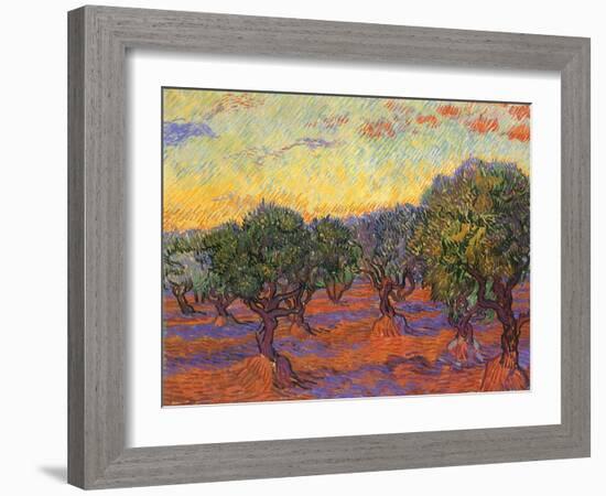 Grove of Olive Trees, 1889-Vincent van Gogh-Framed Giclee Print