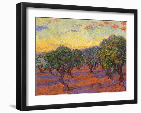 Grove of Olive Trees, 1889-Vincent van Gogh-Framed Giclee Print
