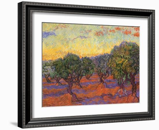 Grove of Olive Trees, 1889-Vincent van Gogh-Framed Giclee Print